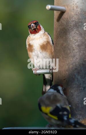 Zwei Goldfinken (Carduelis Carduelis), die auf einer Gartenvogelfutteranlage mit Nygersamen thront Stockfoto