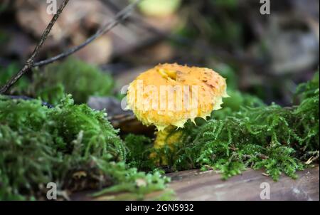 Lactarius torminosus wächst in einem Gras im wilden Wald mit grünem Moos Stockfoto