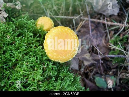 Lactarius torminosus wächst in einem Gras im wilden Wald mit grünem Moos Stockfoto