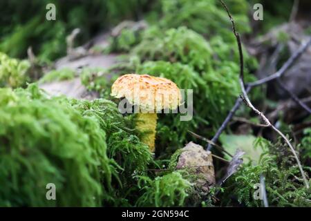 Lactarius torminosus wächst in einem Gras im wilden Wald mit grünem Moos Stockfoto