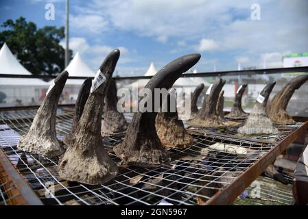 Bokakhat, Assam, IndienOffizielle des Assam-Forstministeriums arrangieren Nashornhörner, bevor sie am 22. September 2021 in einem Stadion in der Nähe des Kaziranga-Nationalparks in Bokakhat, Assam, Indien, brennen. Die Regierung von Assam verbrannte 2,467 Hörner, die hauptsächlich aus dem illegalen Handel beschlagnahmt und in Schatzkammern des Staates Assam gelagert wurden. Die Verbrennung von Nashornhörnern in Assam wurde öffentlich durchgeführt, um einen Meilenstein in Richtung Nashornschutz zu markieren. Quelle: David Talukdar/Alamy Live News Stockfoto