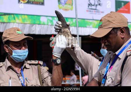 Bokakhat, Assam, IndienOffizielle des Assam-Forstministeriums arrangieren Nashornhörner, bevor sie am 22. September 2021 in einem Stadion in der Nähe des Kaziranga-Nationalparks in Bokakhat, Assam, Indien, brennen. Die Regierung von Assam verbrannte 2,467 Hörner, die hauptsächlich aus dem illegalen Handel beschlagnahmt und in Schatzkammern des Staates Assam gelagert wurden. Die Verbrennung von Nashornhörnern in Assam wurde öffentlich durchgeführt, um einen Meilenstein in Richtung Nashornschutz zu markieren. Foto: David Talukdar/ Alamy Live News Stockfoto