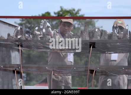 Bokakhat, Assam, IndienOffizielle des Assam-Forstministeriums arrangieren Nashornhörner, bevor sie am 22. September 2021 in einem Stadion in der Nähe des Kaziranga-Nationalparks in Bokakhat, Assam, Indien, brennen. Die Regierung von Assam verbrannte 2,467 Hörner, die hauptsächlich aus dem illegalen Handel beschlagnahmt und in Schatzkammern des Staates Assam gelagert wurden. Die Verbrennung von Nashornhörnern in Assam wurde öffentlich durchgeführt, um einen Meilenstein in Richtung Nashornschutz zu markieren. Foto: David Talukdar/ Alamy Live News Stockfoto