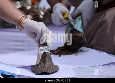 Bokakhat, Assam, IndienOffizielle des Assam-Forstministeriums arrangieren Nashornhörner, bevor sie am 22. September 2021 in einem Stadion in der Nähe des Kaziranga-Nationalparks in Bokakhat, Assam, Indien, brennen. Die Regierung von Assam verbrannte 2,467 Hörner, die hauptsächlich aus dem illegalen Handel beschlagnahmt und in Schatzkammern des Staates Assam gelagert wurden. Die Verbrennung von Nashornhörnern in Assam wurde öffentlich durchgeführt, um einen Meilenstein in Richtung Nashornschutz zu markieren. Foto: David Talukdar/ Alamy Live News Stockfoto