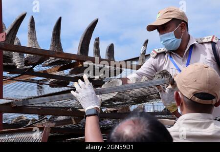 Bokakhat, Assam, IndienOffizielle des Assam-Forstministeriums arrangieren Nashornhörner, bevor sie am 22. September 2021 in einem Stadion in der Nähe des Kaziranga-Nationalparks in Bokakhat, Assam, Indien, brennen. Die Regierung von Assam verbrannte 2,467 Hörner, die hauptsächlich aus dem illegalen Handel beschlagnahmt und in Schatzkammern des Staates Assam gelagert wurden. Die Verbrennung von Nashornhörnern in Assam wurde öffentlich durchgeführt, um einen Meilenstein in Richtung Nashornschutz zu markieren. Foto: David Talukdar/ Alamy Live News Stockfoto