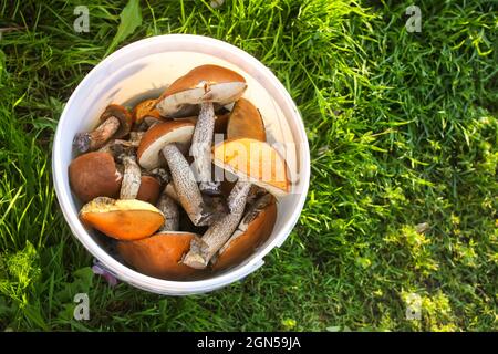Frisch gepflückt essbar die Orangenschale Birkenpilze in einem weißen Plastikeimer auf grünem Gras Stockfoto