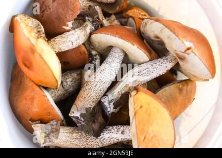 Frisch gepflückt genießbar die Orangenschale Birkenpilze. Stockfoto