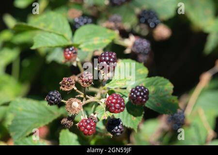 Brombeeren (Rubus Fruticosus) reifen in einer Hecke in Großbritannien Stockfoto