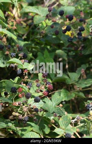 Eine Mischung aus reifen und reifenden wilden Brombeeren (Rubus Fruticosus) in einer Hecke im Herbst Stockfoto