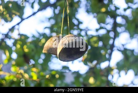 Die Einrichtung besteht aus der getrockneten Hälfte einer Kokosnuss, die im Sommergarten an einem Baumzweig hängt Stockfoto