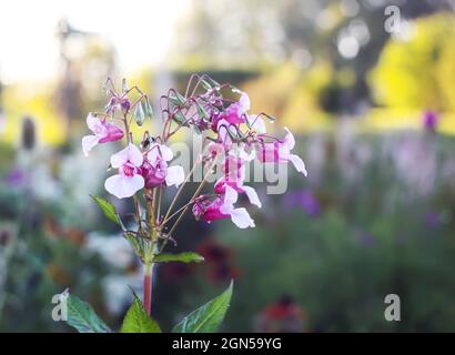 Impatiens glandulifera Royle, Himalayan Balsam, Kiss-me-on-the-Mountain oder Polizist's Helmet Pflanze mit rosa Blüten auf Naturhintergrund. Auto mit Blumenmuster Stockfoto