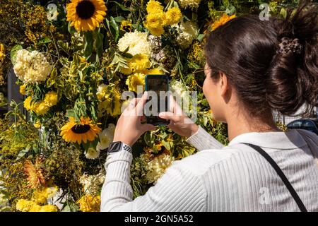 London, Großbritannien. September 2021. Eine Frau macht Fotos von der lebhaften Ausstellung von gelben Blumen im MOSCOT an der Kings Road. Chelsea in Bloom ist ein jährliches Festival und Wettbewerb mit Blumen- und Pflanzenausstellungen der teilnehmenden Geschäfte, Restaurants und anderer Unternehmen in Chelsea, das dieses Jahr vom 20. Bis 25. September stattfindet. Kredit: Imageplotter/Alamy Live Nachrichten Stockfoto