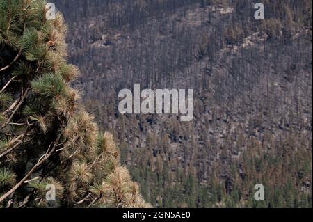 Orland, CA, USA. September 2021. Nach dem Caldor-Brand, der am 20. September 2021 im El Dorado County durch das Christmas Valley in der Nähe des Lake Tahoe brannte, bleiben verbrannte und nicht verbrannte Bäume erhalten. (Bild: © Paul Kitagaki Jr./ZUMA Press Wire) Stockfoto