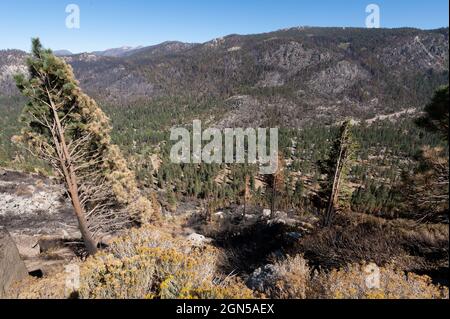 Ca, USA. September 2021. Nach dem Caldor-Brand, der am 20. September 2021 im El Dorado County durch das Christmas Valley in der Nähe des Lake Tahoe brannte, bleiben verbrannte und nicht verbrannte Bäume erhalten. (Bild: © Paul Kitagaki Jr./ZUMA Press Wire) Stockfoto