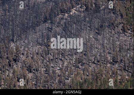 Orland, CA, USA. September 2021. Nach dem Caldor-Brand, der am 20. September 2021 im El Dorado County durch das Christmas Valley in der Nähe des Lake Tahoe brannte, bleiben verbrannte und nicht verbrannte Bäume erhalten. (Bild: © Paul Kitagaki Jr./ZUMA Press Wire) Stockfoto