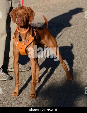 Ein Mann geht mit seinem Vizsla-Hund, einer beliebten Rasse aus Ungarn, in Santa Fe, New Mexico. Stockfoto