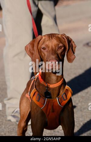 Ein Mann geht mit seinem Vizsla-Hund, einer beliebten Rasse aus Ungarn, in Santa Fe, New Mexico. Stockfoto