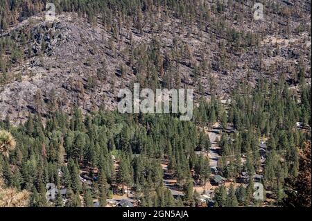 Orland, CA, USA. September 2021. Nach dem Caldor-Brand, der am 20. September 2021 im El Dorado County durch das Christmas Valley in der Nähe des Lake Tahoe brannte, bleiben verbrannte und nicht verbrannte Bäume erhalten. (Bild: © Paul Kitagaki Jr./ZUMA Press Wire) Stockfoto