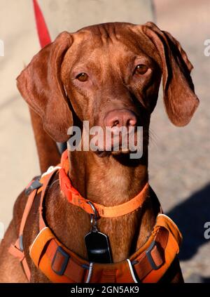 Ein Mann geht mit seinem Vizsla-Hund, einer beliebten Rasse aus Ungarn, in Santa Fe, New Mexico. Stockfoto