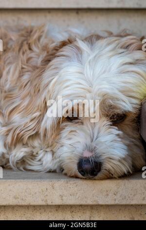westie Hund, West Highland Terrier, niedlich kleiner Hund, Hund suchen frech, Hund suchen niedlich, Haustier Hund Blick auf die Kamera, kleine kuschelige Hund ist niedlich. Stockfoto