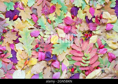 Farbenprächtiger Hintergrund mit verschiedenen Herbstblättern auf dem Boden Stockfoto