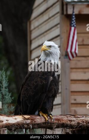 American bald Eagle liegt schön außerhalb einer Hütte. Flagge für zusätzliche Freiheit. Stockfoto