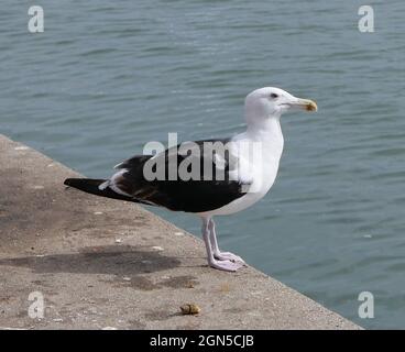 Schwarz-weiße Möwe, die am Hafen steht und Platz für Kopien bietet. Hochwertige Fotos Stockfoto