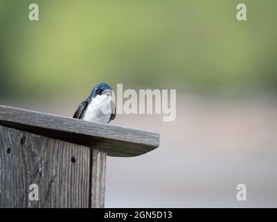 Altbautschwalbe mit Federgefieder, die auf einem hölzernen Nistkasten thront und mit geringer Schärfentiefe fotografiert wurde. Das Bild verfügt über Kopierspeicher. Stockfoto
