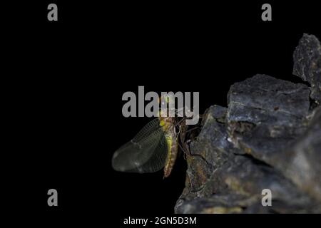 Die Fliege taucht aus der Nymphenphase auf Stockfoto