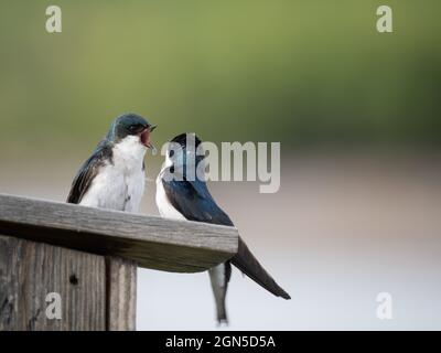 Paar Baumschwalben mit Federgefieder auf einem hölzernen Nistkasten, fotografiert mit geringer Schärfentiefe. Ein Vogel hat seinen Mund geöffnet. Stockfoto