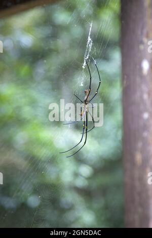 Weibliche Goldregenspinne in ihrem Netz Stockfoto
