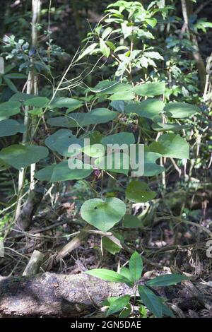 Stechender Baum, der in der Nähe von Kuranda wächst Stockfoto