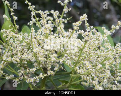 Kleine stingless Biene auf Brown Currajong Baum Blumen Stockfoto