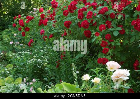 Rote Rose Flammentanz im Garten. Eine rote Rose blüht im Garten. Viele Blumen im Sommergarten. Stockfoto