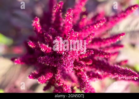 Pflanzliche Amaranth-Blume mit Samen, Draufsicht, verschwommener Fokus. Pflanzen wachsen und pflegen. Stockfoto