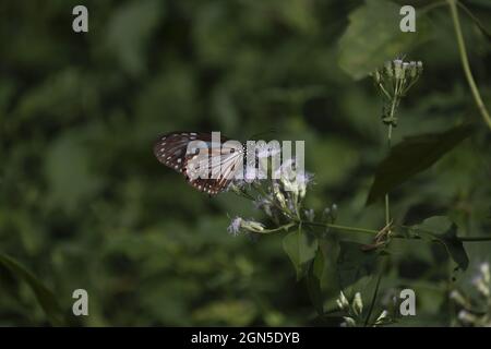 Dunkelblauer Tiger-Schmetterling, Tirumala septentrironis Stockfoto