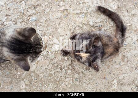 Mama Katze und Kätzchen sitzen einander gegenüber, Draufsicht. Die jüngere Generation unterrichten. Stockfoto