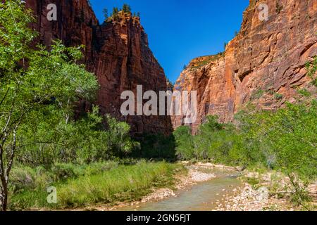 Der Virgin River fließt durch den Zion National Park, und die Farben des Sonnenuntergangs färben die Wände der Schlucht Stockfoto