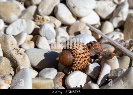 Acorn of Quercus coccifera, braune Kermes Eichennuss Nahaufnahme am weißen Kiesstrand am Ionischen Meer in Griechenland, Insel Lefkada Stockfoto