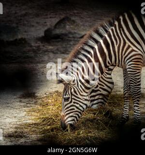 Schöne Aussicht auf ein Zebra, das auf dem Gras steht und es im Zoo isst Stockfoto
