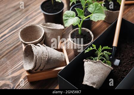 Pflanzen Sämlinge in Torftöpfen und Gartenschaufel auf Holzhintergrund Stockfoto