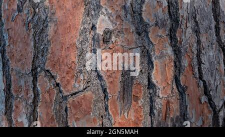 Zirbenbaum Stamm von Europa. Die braune Rinde des alten Baumes als ursprüngliche natürliche Textur für den Hintergrund. Naturkonzept für Design. Rustikaler Baum Stockfoto