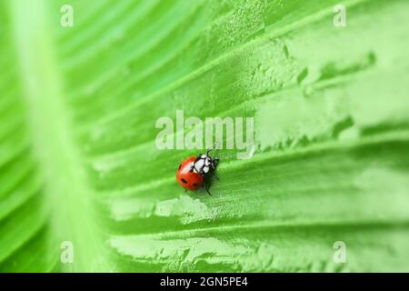 Niedlicher Marienkäfer auf nassem grünen Blatt Stockfoto