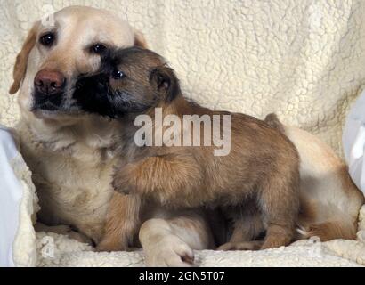 Cairn Terrier Welpe und weißer labrador kuscheln auf dem Sofa Stockfoto