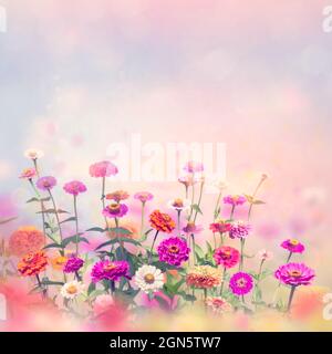 Bunte Zinnia elegans Blumen blühen im Garten. Stockfoto