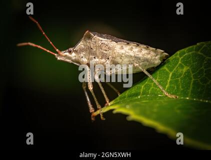 Nahaufnahme eines Halyomorpha Halys-Käfers auf dem grünen Blatt vor dunklem Hintergrund Stockfoto