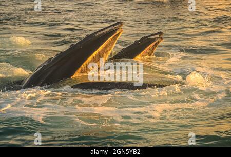 Buckelwale tummeln sich im frühen Morgenlicht. Great South Channel zwischen den Nantucket Shoals und Georges Bank, Nordatlantik. Stockfoto