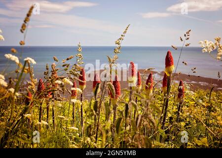 Kniphofia, rote heiße Pokerpflanzen, die in Küstenbedingungen in Großbritannien wachsen Stockfoto