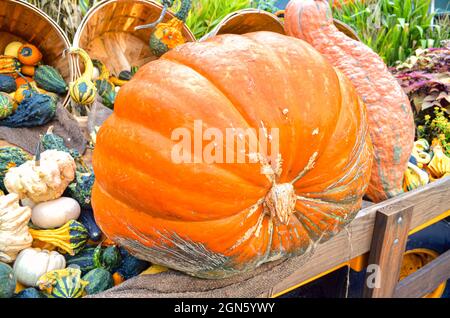 Ein riesiger orangefarbener Kürbis, umgeben von einem farbenfrohen Hintergrund aus Kürbissen und Kürbissen. Stockfoto