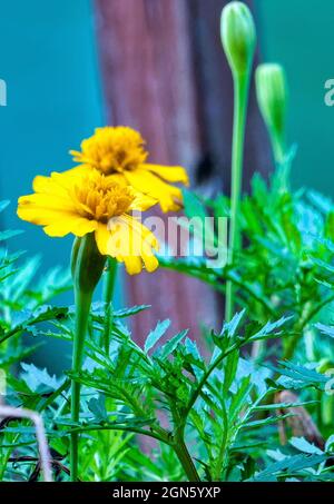 Sonnenblumen blühen im Septembergarten Stockfoto
